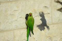 475971267_9215083078559595_4408020136169023002_n