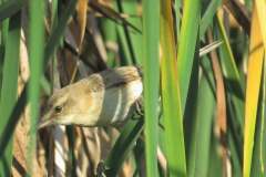 479888784_9273263619408207_1696123522861080999_n