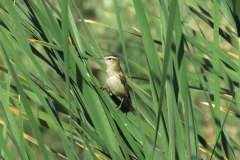 479936123_9273263339408235_6796640967151673703_n