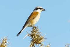 480267598_9273263679408201_4437358541007462829_n