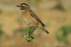 480385737_9273263616074874_2132059622018044723_n