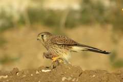 480418755_9294377977296771_1232019420096284189_n