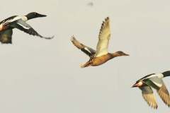 481922869_9395098453891389_6870533689658834329_n