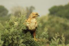 485617303_9489982577736309_5572562726552166586_n