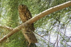 485742537_1042466037912664_3100723952201581120_n-1