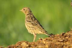 485901973_9493245800743320_5460388130370233245_n