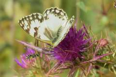 486441745_9515147888553111_3322871470965522187_n