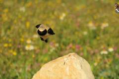 486465650_9499389980128902_1994339837439566241_n