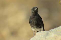 486534614_9514407488627151_5412426707007360648_n