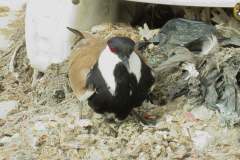 486614802_9520818737986026_1835888540089996050_n