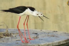 487782475_9539147629486470_3876012650354949714_n